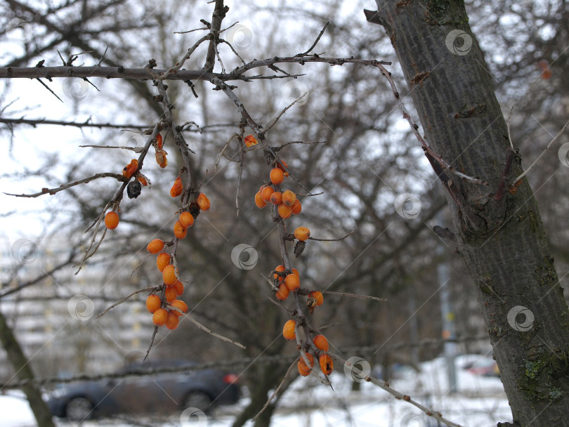 Скачать Оранжевые ягоды облепихи, полезного растения зимой фотосток Ozero