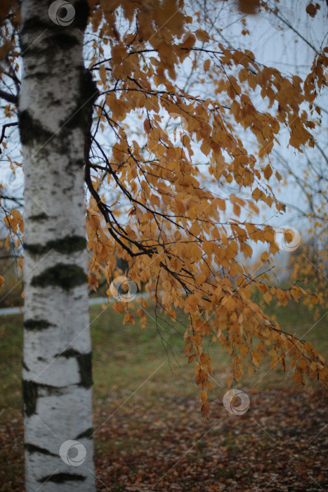 Скачать Береза фотосток Ozero