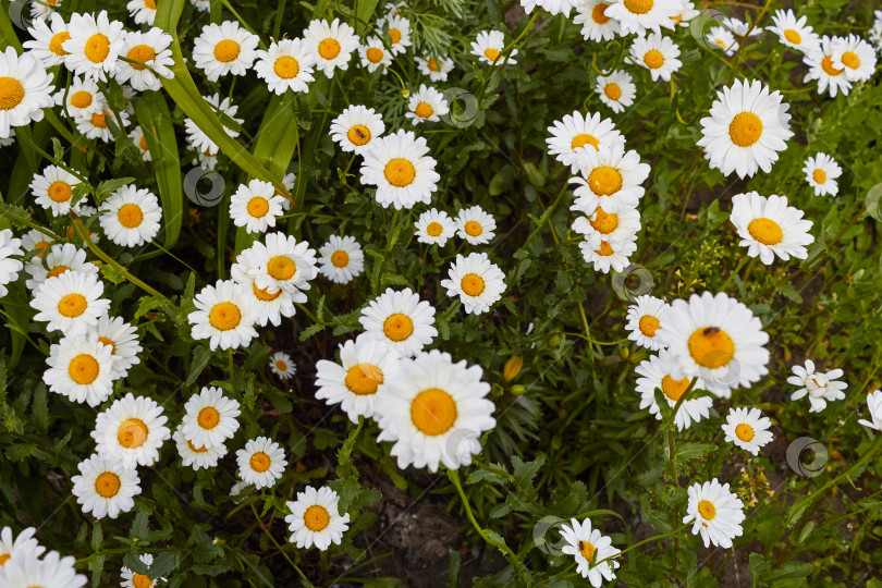 Скачать Фото белых цветов полевых маргариток крупным планом. Растительность фотосток Ozero