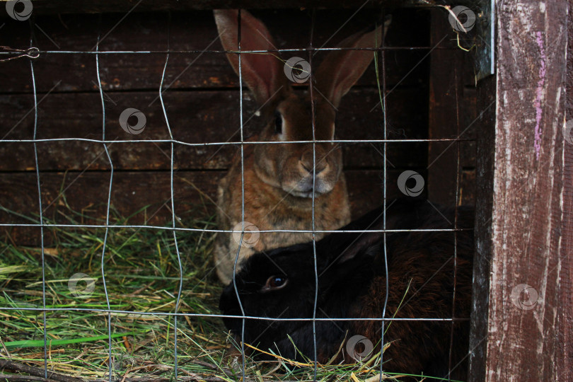 Скачать два кролика в клетке с металлической решеткой. фотосток Ozero