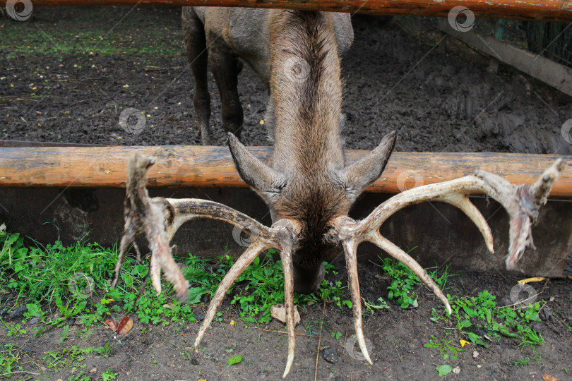 Скачать На фотографии олень опустил голову с рогами. фотосток Ozero