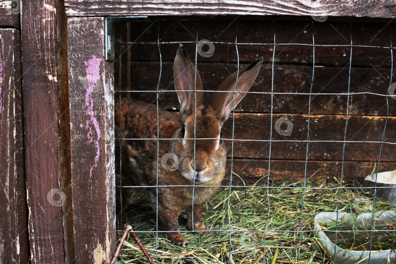 Скачать кролик в кроличьем домике крупным планом. фотосток Ozero