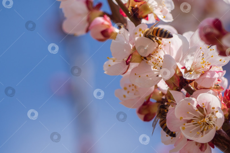 Скачать Весеннее цветение - крупный план цветущей ветки сакуры с пчелами на фоне голубого неба на природе на открытом воздухе фотосток Ozero