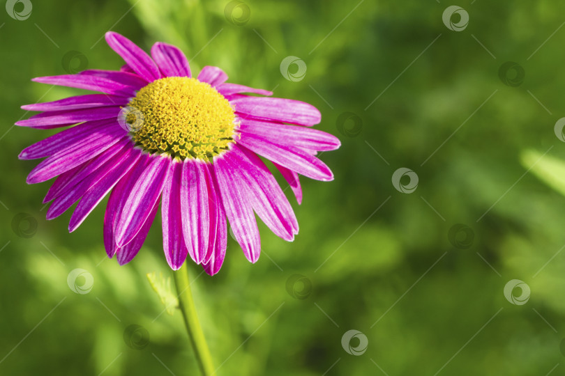Скачать Розовый цветок на зеленом фоне. Крупный план яркой розовой маргаритки на зеленом фоне в солнечный день в саду фотосток Ozero