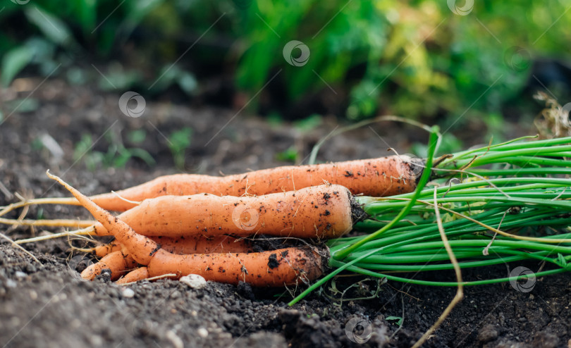 Скачать Спелая морковь на грядке осенью. Сбор урожая. Выращивание овощей. Натуральные продукты. Садоводство и фермерское хозяйство. Витамины, здоровая пища. фотосток Ozero
