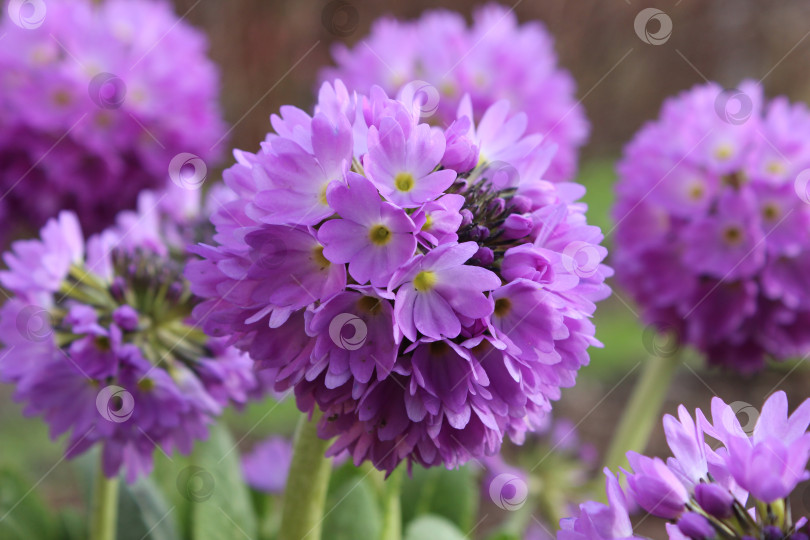 Скачать Обильное цветение ярко-фиолетовыми шаровидными соцветиями фотосток Ozero