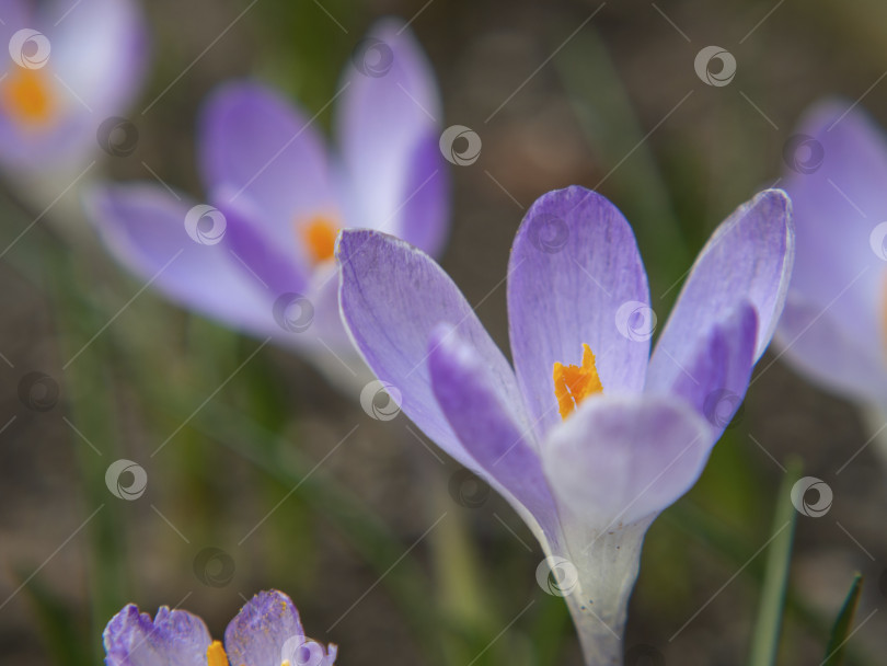 Скачать Весенний цветок сирени на фоне размытых цветов и зелени. Готовая открытка или обои. фотосток Ozero