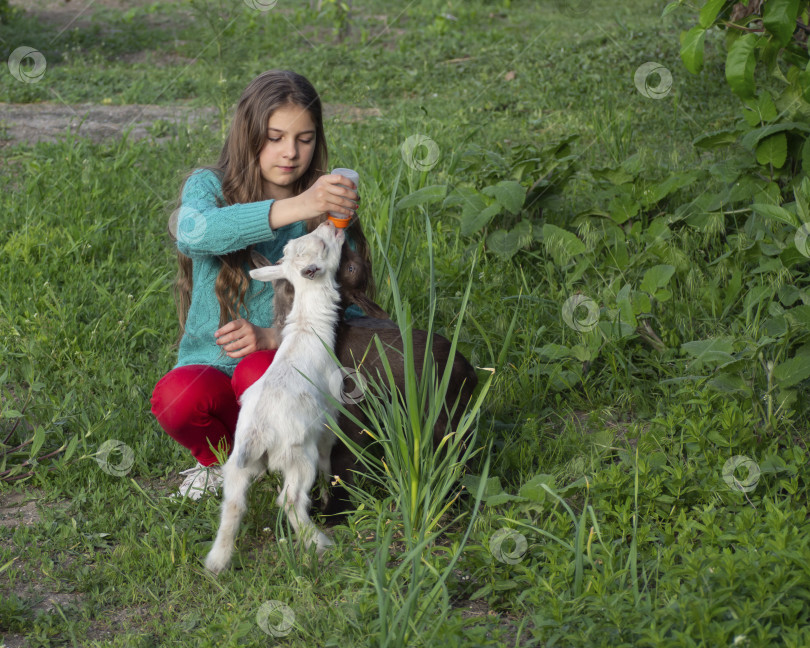 Скачать Красивая девушка кормит маленьких козлят фотосток Ozero