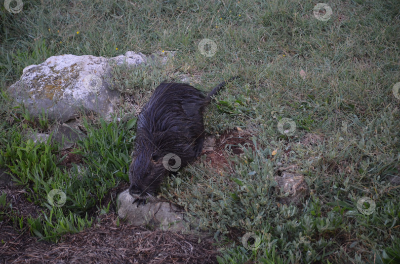 Скачать Ондатра или мускусная крыса (лат. Ondatra zibethicus) в естественной среде обитания фотосток Ozero