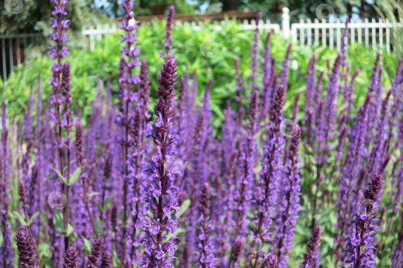 Скачать Дубравный шалфей (Salvia nemorosa) с фиолетовыми цветами в парке. фотосток Ozero
