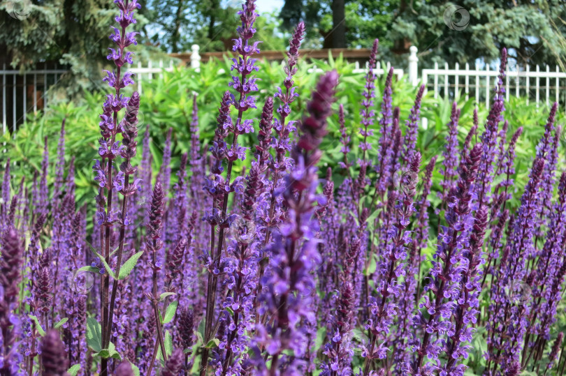 Скачать Дубравный шалфей (Salvia nemorosa) с фиолетовыми цветами в парке. фотосток Ozero