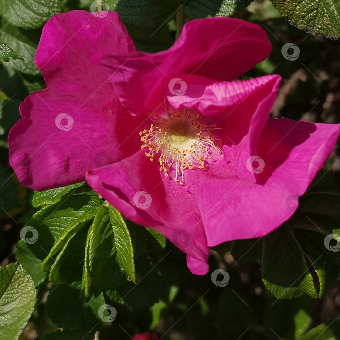 Скачать Шиповник собачий красивые розовые цветы декоративного кустарника фотосток Ozero