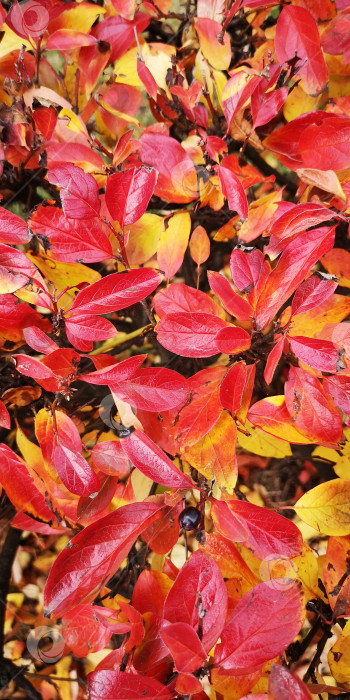 Скачать Блестящий кизил (Cotoneaster lucídus) с ярко-красными листьями осенью фотосток Ozero