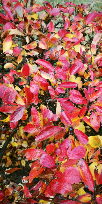 Скачать Блестящий кизил (Cotoneaster lucídus) с ярко-красными листьями осенью фотосток Ozero