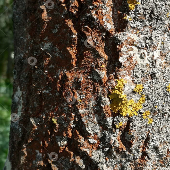 Скачать Кора дерева покрыта лишайниками ксанториями и водорослями Трентеполия фотосток Ozero