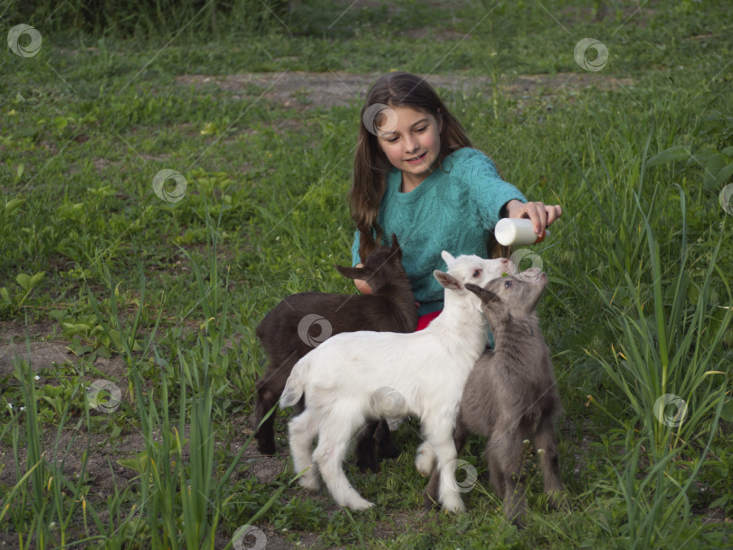 Скачать На зеленой лужайке девочка с бутылочкой для кормления, наполненной молоком, и тремя разноцветными козлятами фотосток Ozero