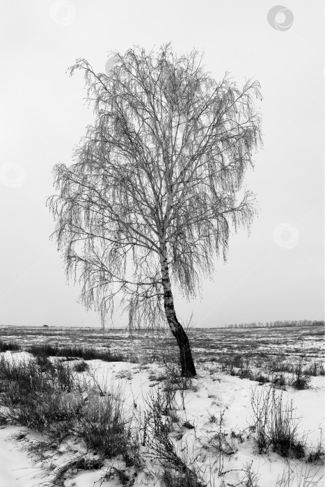 Скачать черно-белое изображение березы зимой фотосток Ozero