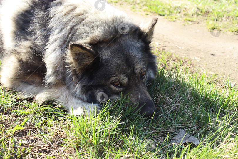 Скачать грустная собака лежит на траве фотосток Ozero