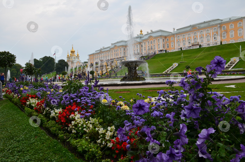 Скачать Санкт-Петербург, Россия – 08.26.2015: Большой дворец и Большой фонтанный каскад в Нижнем парке Петергофа в Санкт-Петербурге фотосток Ozero