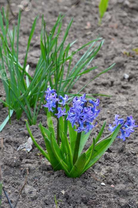 Скачать Цветущий синий гиацинт (лат. Hyacinthus): весенний первоцвет фотосток Ozero