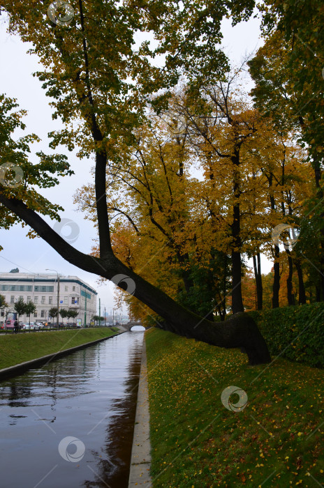 Скачать Лебяжья канавка у Летнего сада в Санкт-Петербурге, осенний городской пейзаж фотосток Ozero