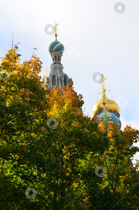 Скачать Храм Воскресения Христова на Крови́ (храм Спа́са на Крови́) в Санкт-Петербурге на фоне осенних деревьев фотосток Ozero
