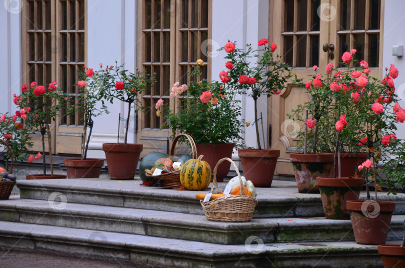 Скачать Осенняя композиция из тыкв в корзинах и цветущих роз у Малой оранжерее в Летнем саду Санкт-Петербурга фотосток Ozero
