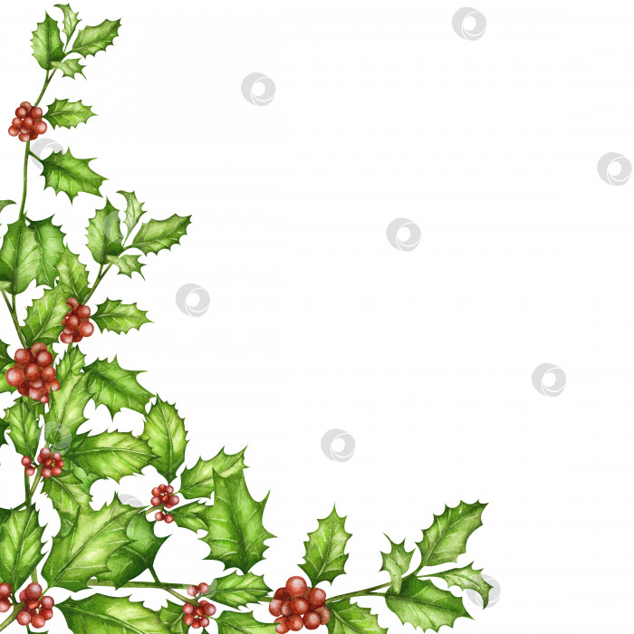 Скачать Акварельный красочный цветочный набор из ягод остролиста. Растение Ilex opaca. Рождественские ветки. Зимний ботанический сад. Декоративная рамка с символом Рождества и Нового года, бордюр, баннер, открытка, приглашение, изолированная веточка остролиста. фотосток Ozero