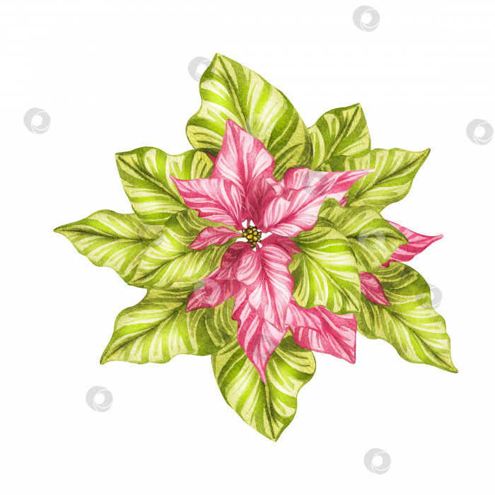 Скачать Акварельный цветок рождественской звезды, зеленые цветы пуансеттии, рисованная иллюстрация, выделенная на белом фоне. Изолировать. Для пригласительных открыток - любой дизайн печати. фотосток Ozero
