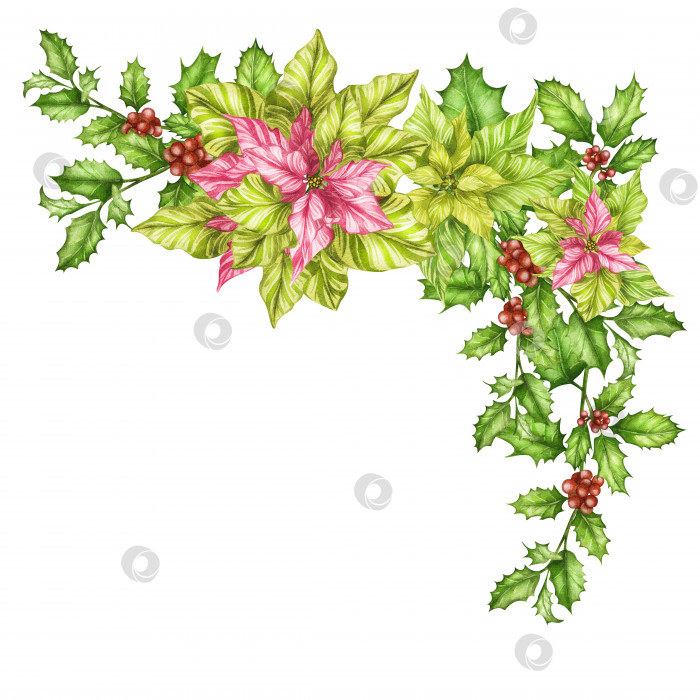 Скачать Акварельная иллюстрация красочного цветочного набора из остролиста и ягод пуансеттии. Символ Рождества и Нового года декоративная рамка, бордюр, баннер, кайма, открытка, приглашение. фотосток Ozero