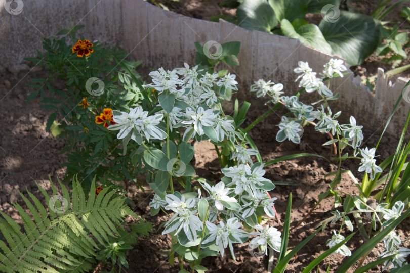 Скачать Цветки многолетнего молочая садового (Euphorbia) Садовые цветы. фотосток Ozero