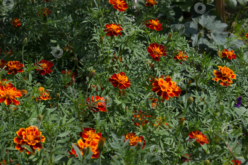 Скачать Цветы календулы (тагеты), турецкая гвоздика, имеретинский шафран в саду фотосток Ozero