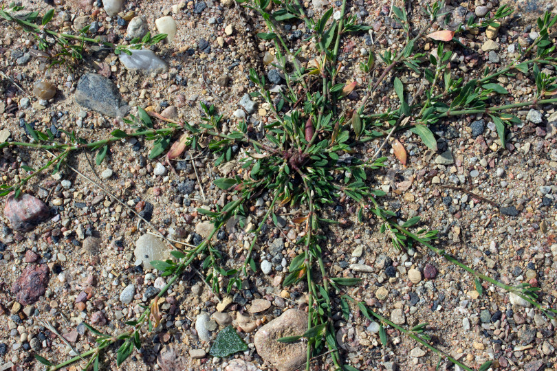 Скачать Птица горец (Polygonum aviculare) среди камней фотосток Ozero