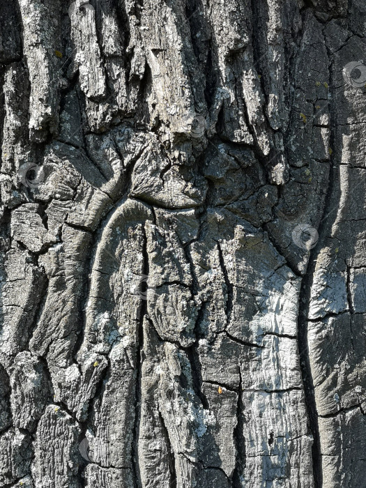 Скачать Текстура древесной коры, естественный рисунок фотосток Ozero