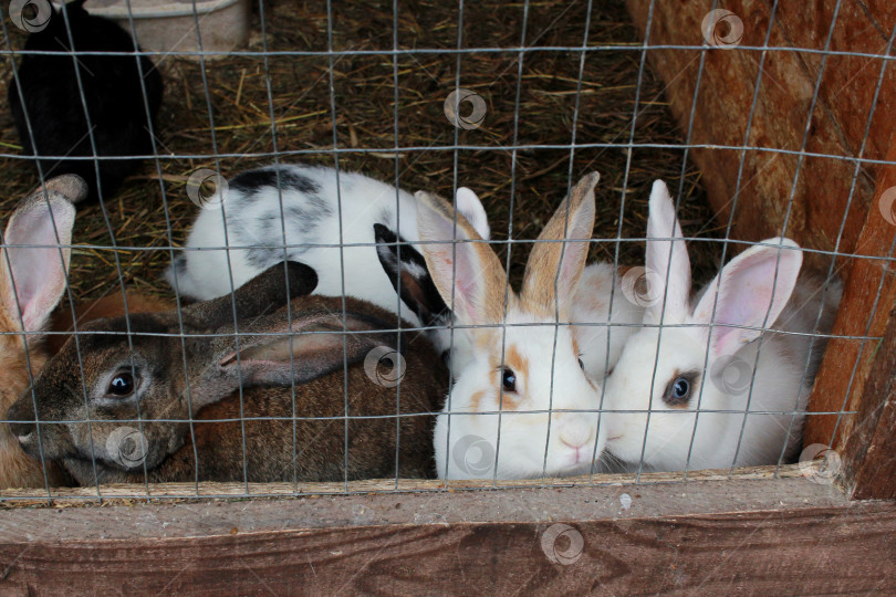 Скачать белые и коричневые кролики в клетке на фотосток Ozero