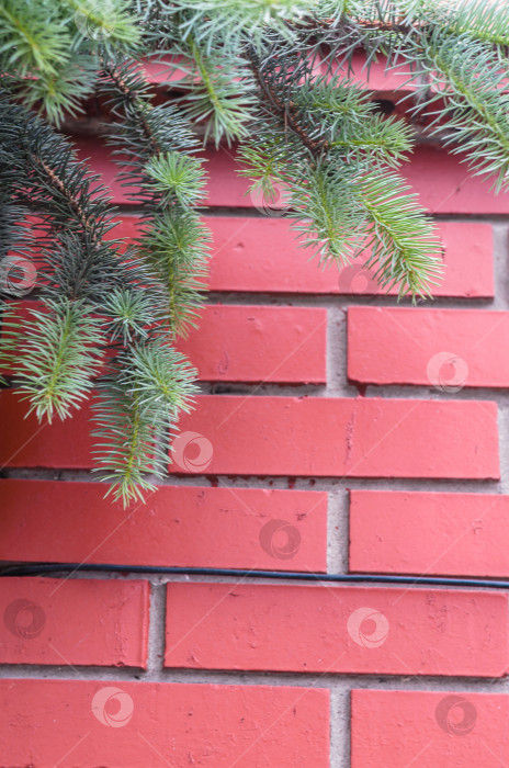 Скачать Еловая ветка на фоне стены из красного кирпича. Фоновое изображение с пространством для текста. фотосток Ozero