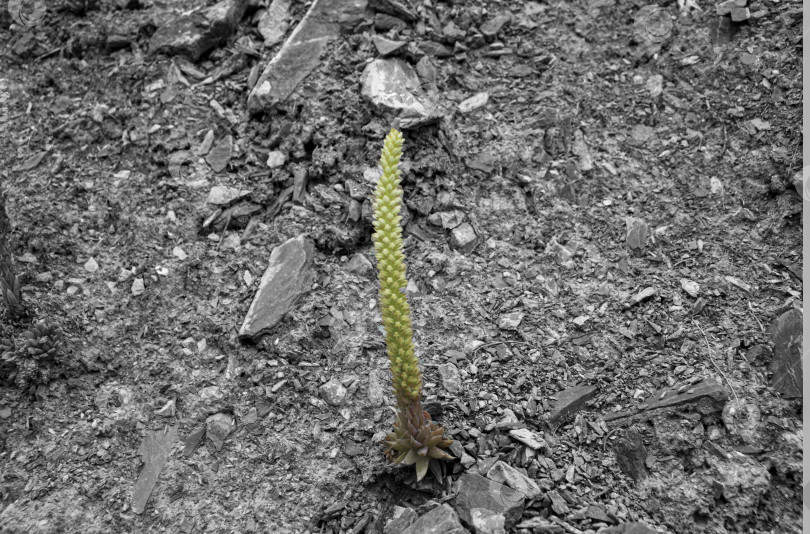 Скачать Orostachys spinosa на камнях. Алтай фотосток Ozero