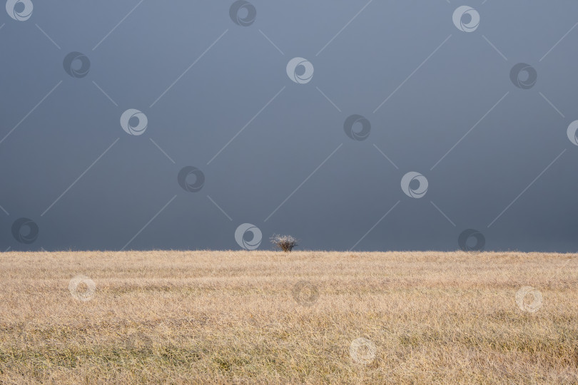 Скачать Одинокое дерево на открытом осеннем поле в тумане выглядит пустым мрачным удручающим безлюдным унылым суровым сурово драматичным угрюмым серым тусклым фотосток Ozero
