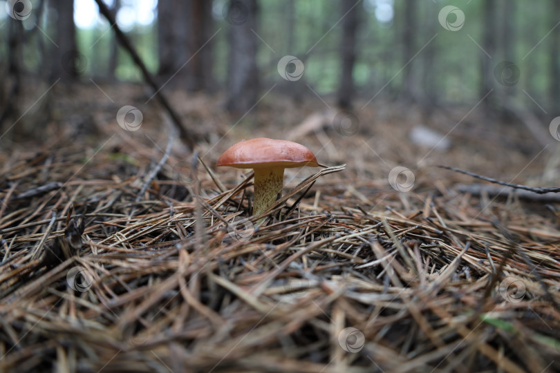 Скачать Масленок в хвое фотосток Ozero