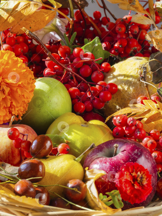 Скачать Композиция из ассорти свежих органических фруктов
и ягод. всемирный день продовольствия фотосток Ozero