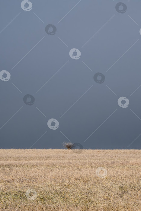 Скачать Одинокий куст-дерево на открытом осеннем поле в тумане выглядит пустым, мрачным, удручающим, безлюдным, безрадостным, суровым, драматичным, угрюмым, серым, тусклым. Вертикальный вид. фотосток Ozero