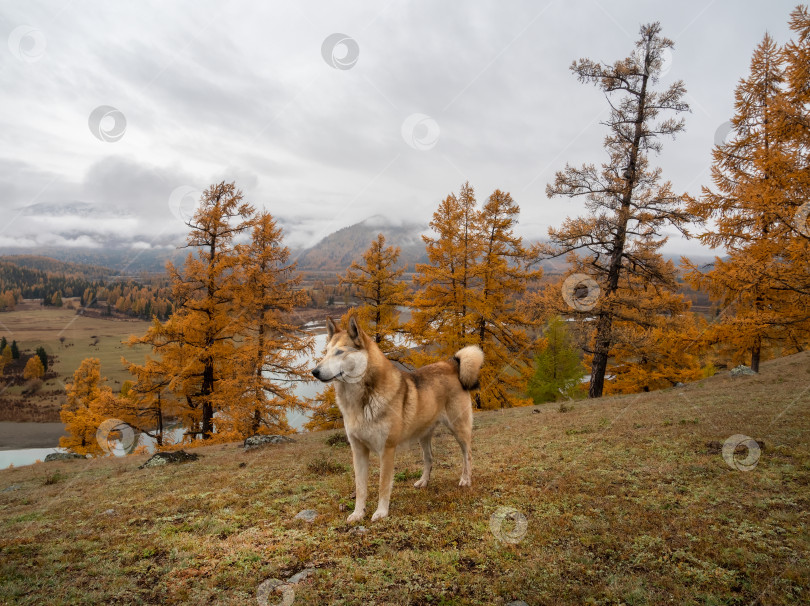 Скачать Рыжая собака в осеннем лесу на вершине горы. Отдыхающая овчарка в горах Алтая. Путешествие с собакой. Пеший туризм с собакой. Здоровый образ жизни. фотосток Ozero
