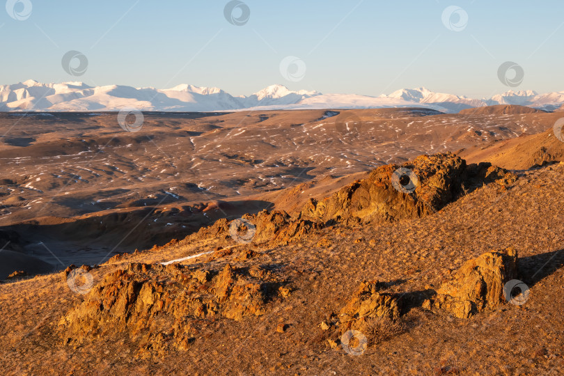 Скачать Удивительный горный пейзаж Северо-Чуйского хребта, с заснеженными горными вершинами и золотым осенним каменным холмом в Курайской степи. Красный склон и яркие горы на закате. фотосток Ozero
