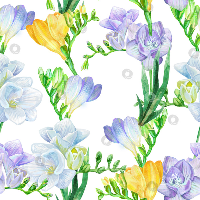 Скачать Акварельный цветок белой и фиолетовой фрезии. Бесшовный фоновый рисунок. Силуэт, лепесток. фотосток Ozero