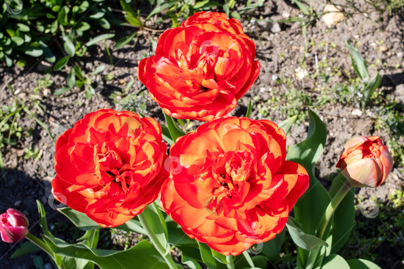 Скачать Красные пышные цветы тюльпанов на клумбе фотосток Ozero