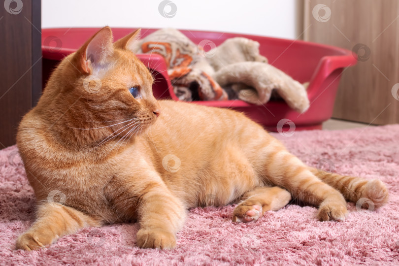 Скачать Рыжий кот на ковре портрет крупным планом фотосток Ozero