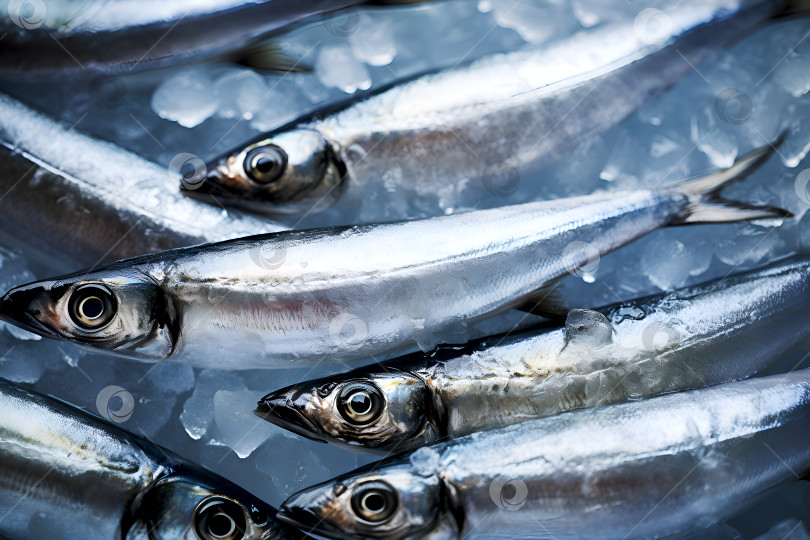 Скачать Свежие сардины. Концепция рыбьего жира Омега-3. Свежевыловленная серебристая рыба, консервированная на льду, является природным источником омега-3 для сбалансированного и здорового питания фотосток Ozero