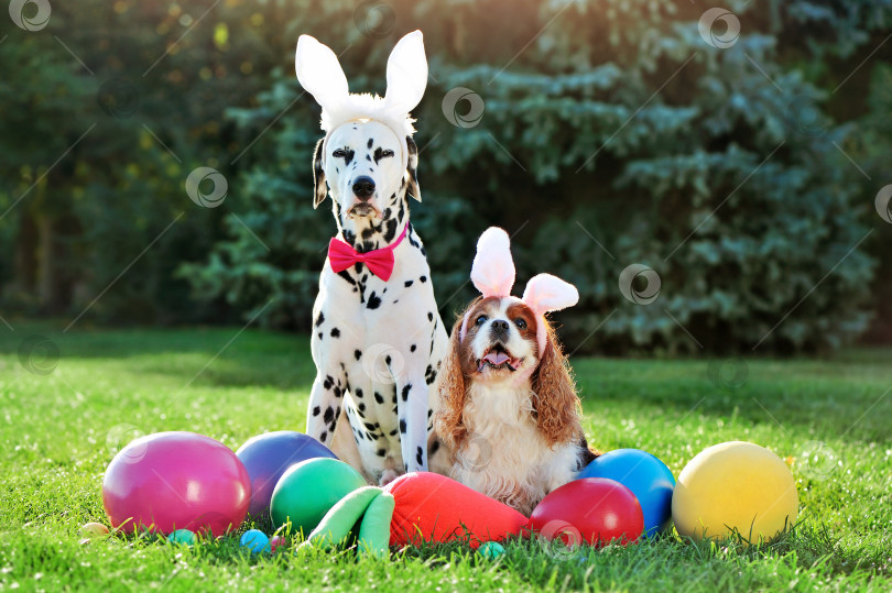Скачать Милые собачки-друзья на охоте за пасхальными яйцами фотосток Ozero