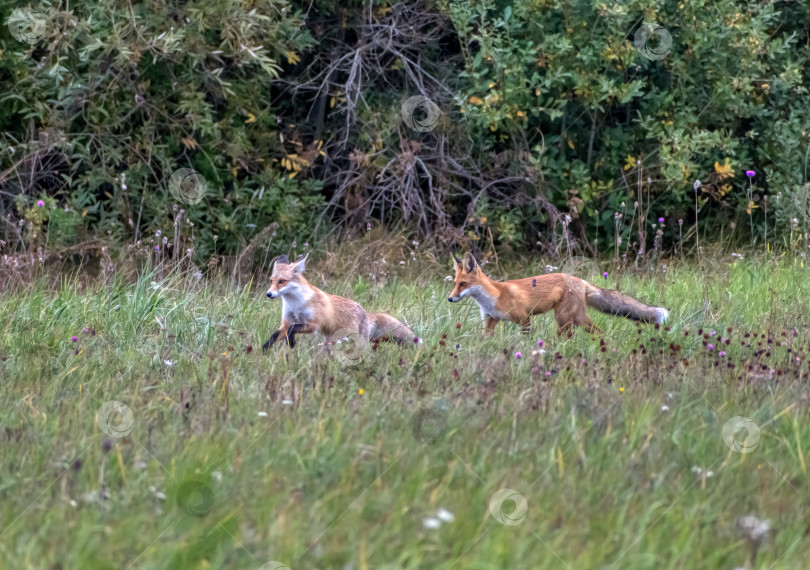 Скачать Молодые лисы играют фотосток Ozero
