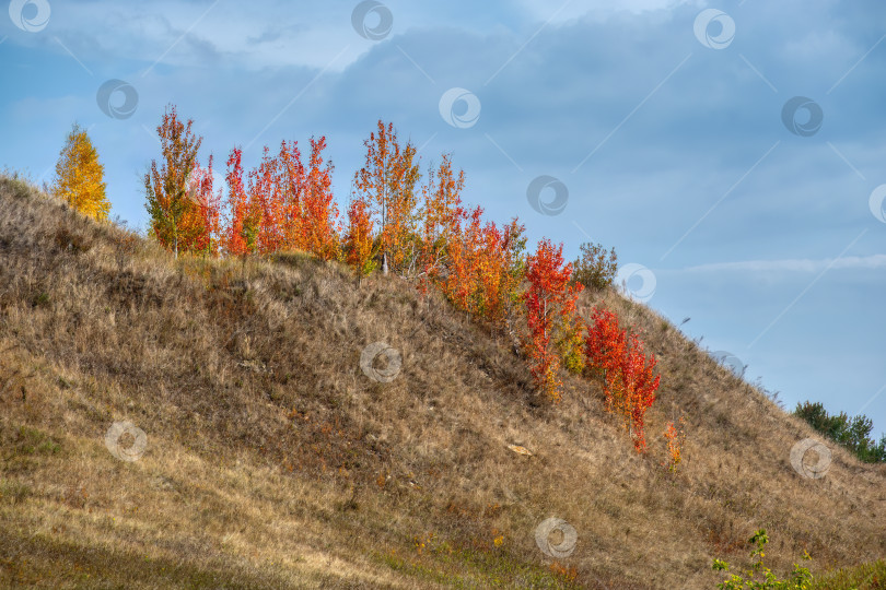 Скачать Осинки на бугре фотосток Ozero